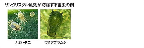 ¥µ¥ó¥¯¥ê¥¹¥¿¥ëÆýºÞ¤¬Ëɽü¤¹¤ë³²Ãî¤ÎÎã