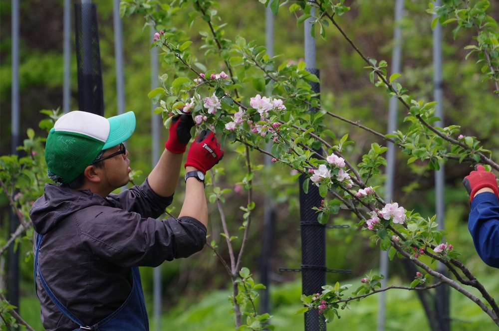 一本一本のりんごの木を見る農園作業