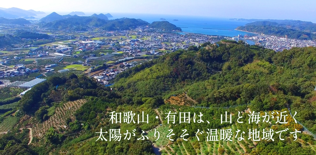 和歌山・有田は、山と海が近く太陽がふりそそぐ温暖な地域です
