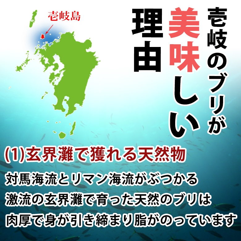 壱岐のブリが 美味しい理由玄界灘で獲れる天然物