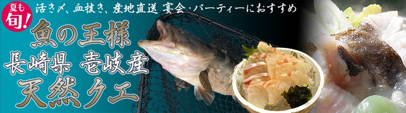 幻の高級魚！魚の王様 長崎県壱岐産「天然クエ」
