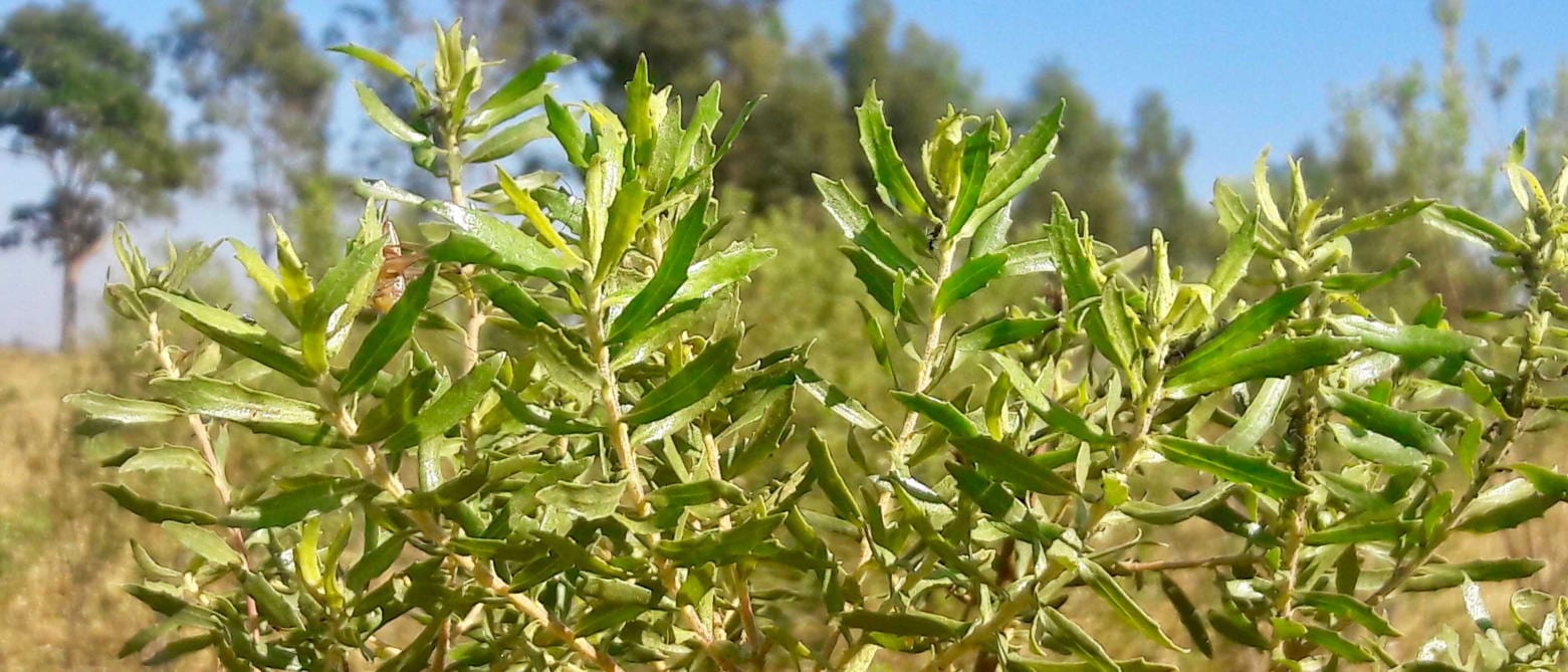 グリーンプロポリスの特徴（１）起源植物