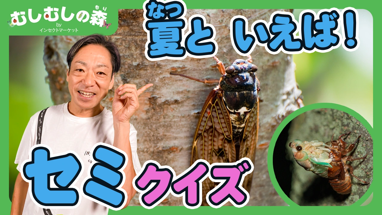 8/15公開：「セミ」むしむしの森