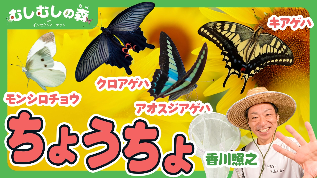 9/5：「チョウ」むしむしの森