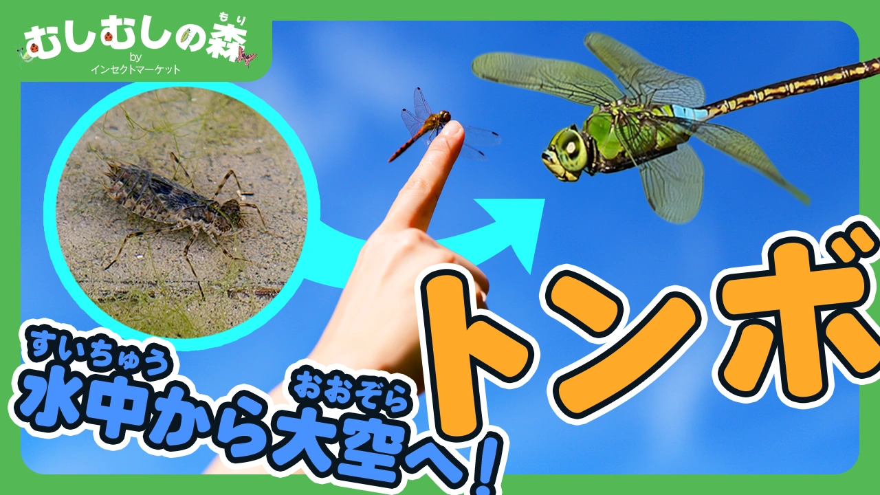 9/12：「トンボ」むしむしの森