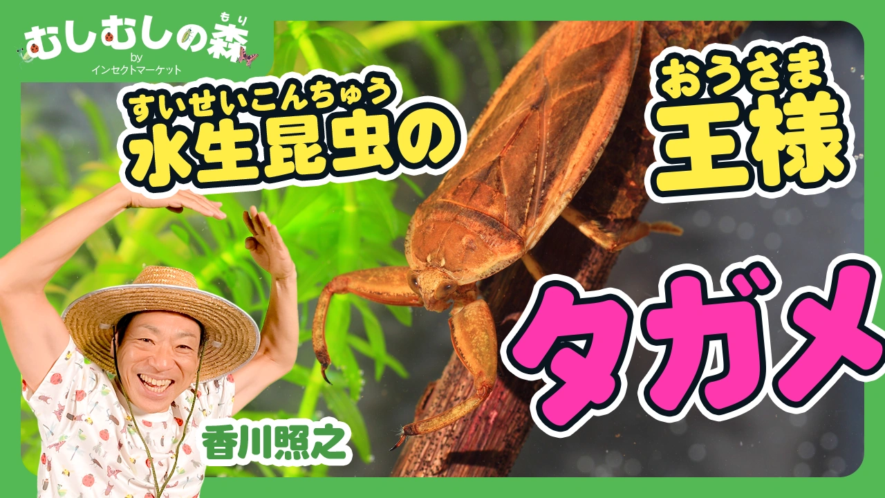 9/19：「タガメ」むしむしの森 