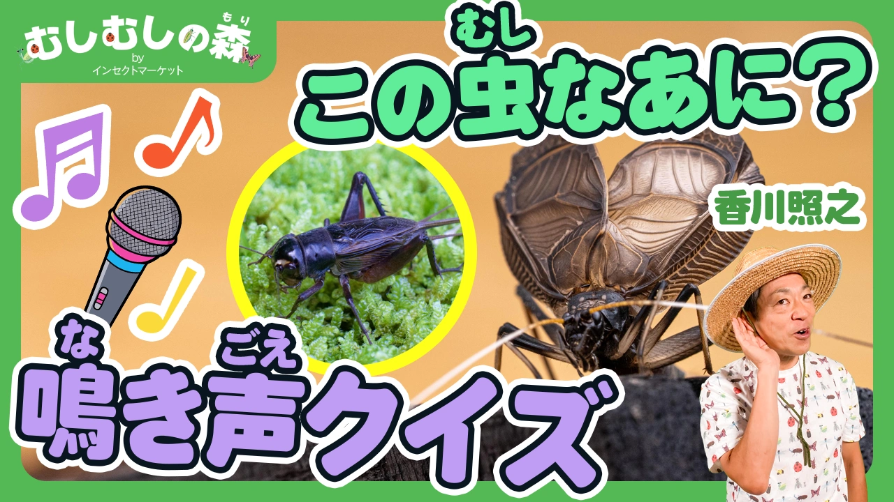 9/26：「虫の鳴き声クイズ」むしむしの森 