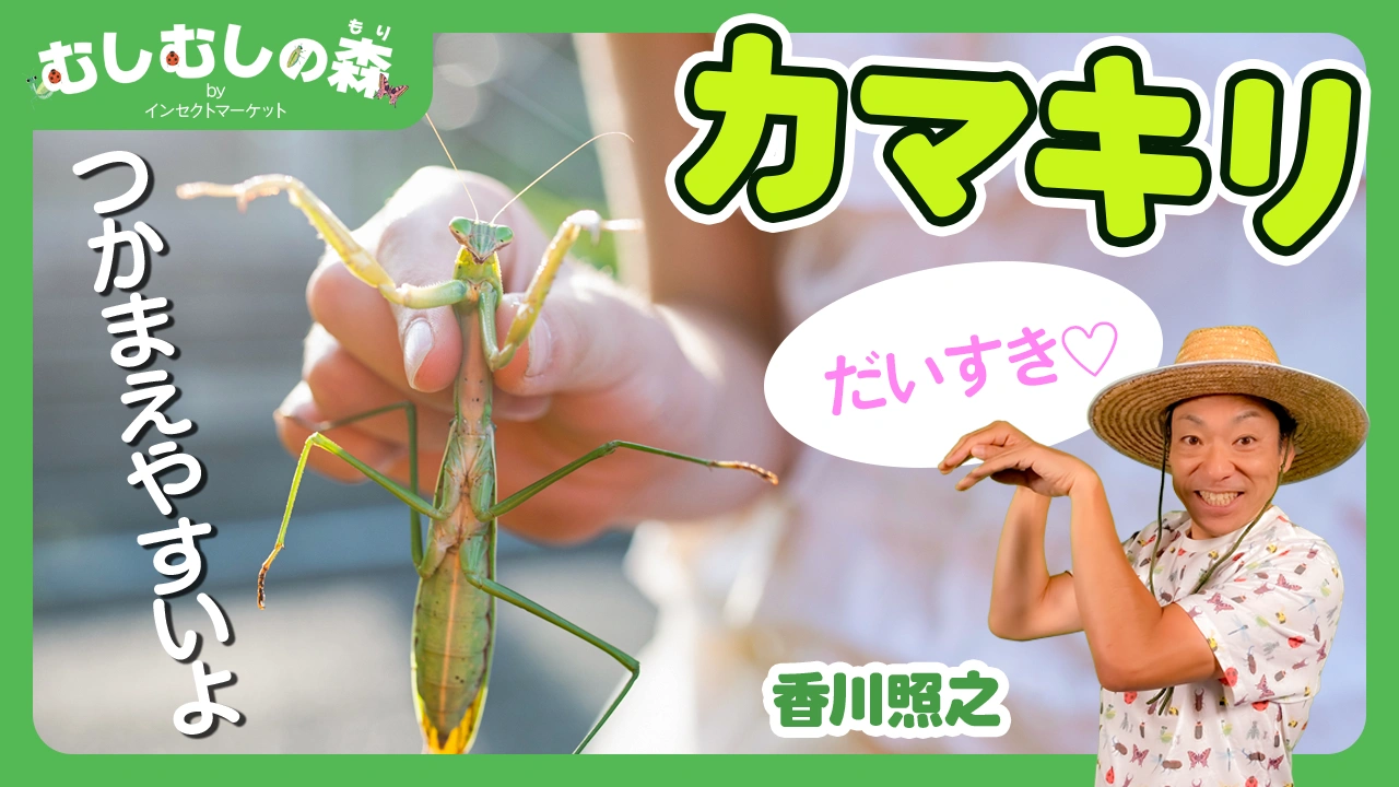 10/3：「カマキリ」むしむしの森 