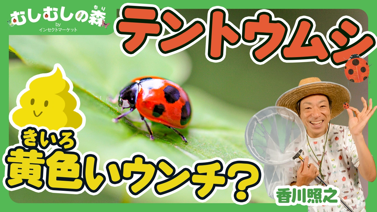 10/10：「テントウムシ」むしむしの森 