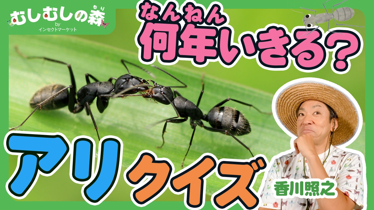 10/17：「アリ」むしむしの森 