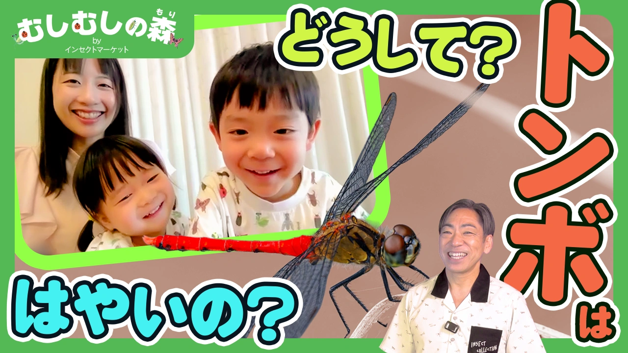 10/31：「トンボはどうやって速く飛ぶ？」むしむしの森 