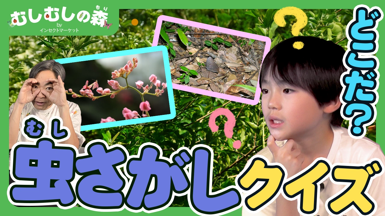 11/7：「虫さがしクイズ」むしむしの森 