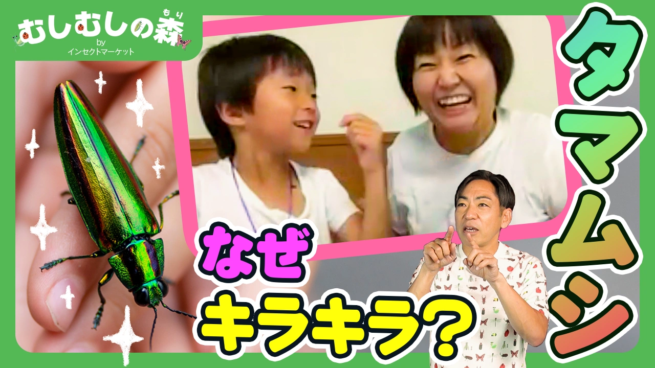 11/14：タマムシがキラキラしているのはなぜ？