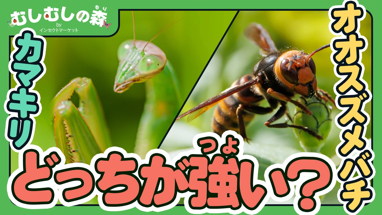 11/28：カマキリVSオオスズメバチどっちが強い？！