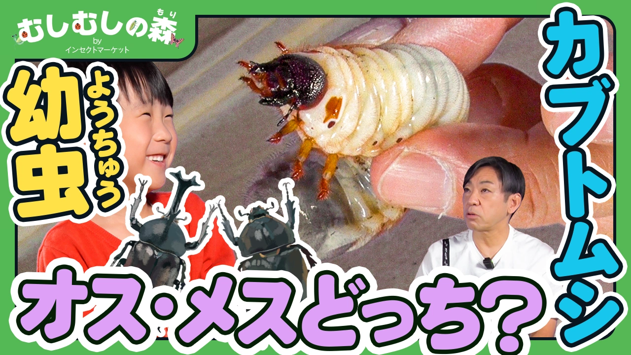 12/5：カブトムシの幼虫　オス・メスどっち？