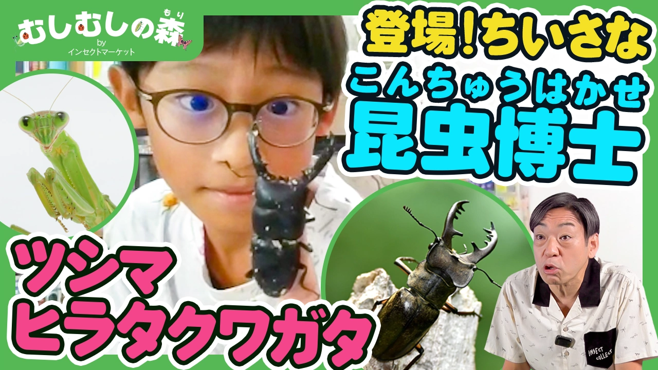 12/12：ちいさな昆虫博士登場！ツシマヒラタクワガタの秘密