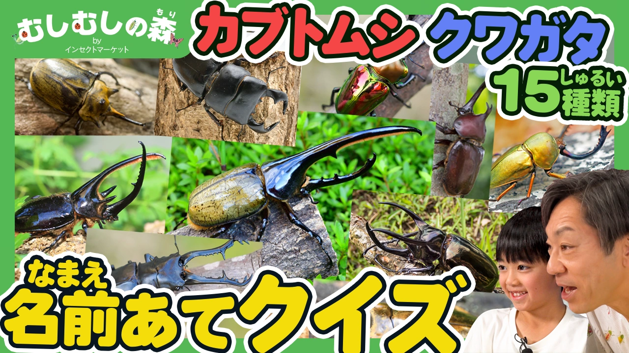 1/9：カブトムシ・クワガタ「名前あてクイズ」