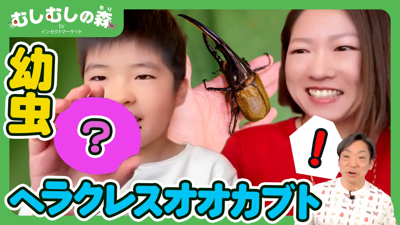 1/16：ヘラクレスオオカブト