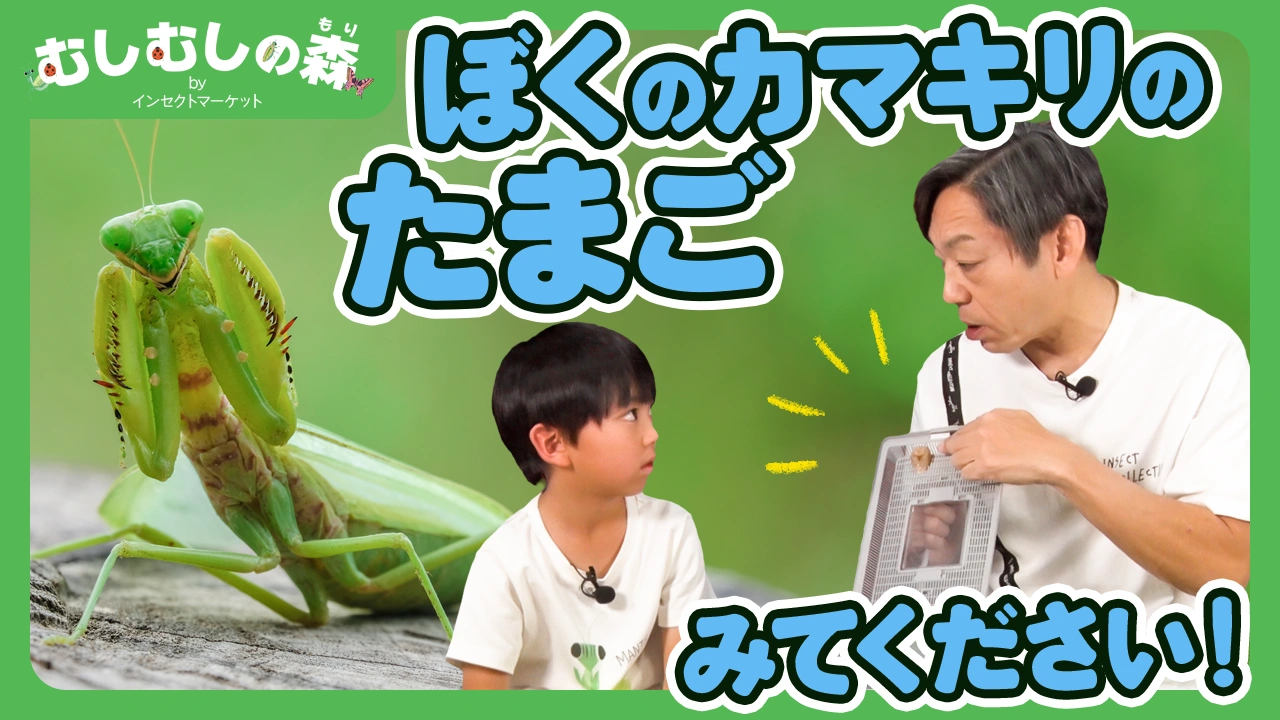 1/30：カマキリのたまごのひみつ