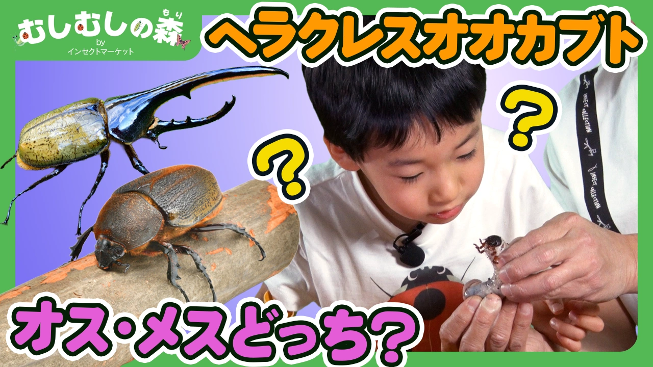 2/20：ヘラクレスオオカブトの幼虫、オスメスどっち？