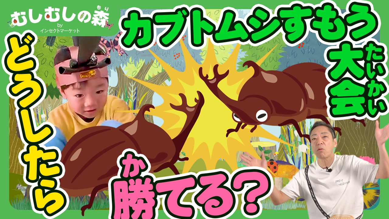 3/20：カブトムシすもう大会
