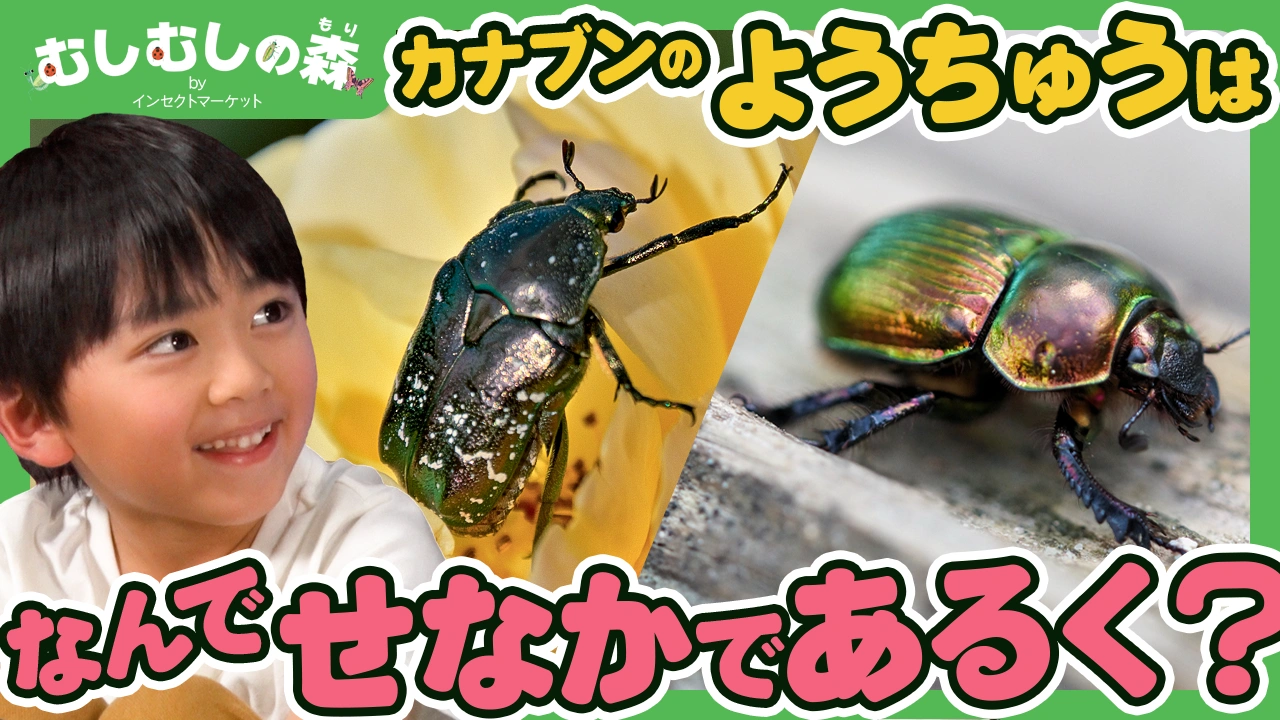 2/13：カブトムシのスゴい秘密など