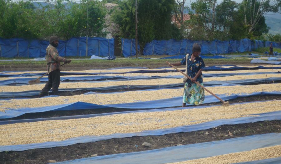 パプアニューギニア キガバー 200g＜ハイロースト＞ | 〔 フルーティな