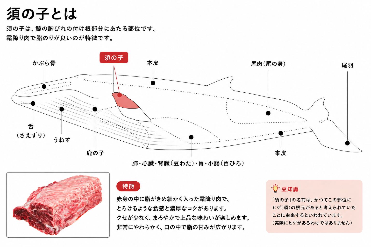 鯨大和煮に使用されている須の子とは
