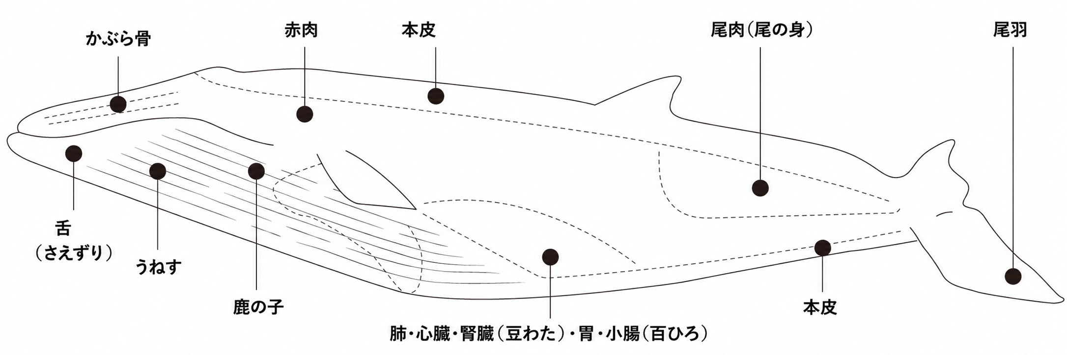 鯨肉の部位と名称 図解