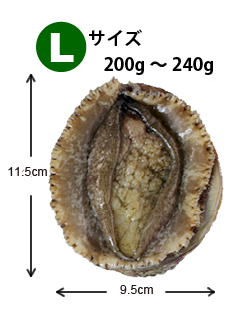 Lサイズ200~240g