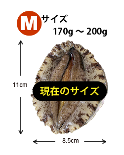 Mサイズ170~200g