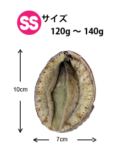 天然黒あわび Sサイズ 130～170g 1枚 [あわび] | あわび,天然あわび