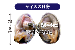 大アサリのサイズ 150～200g、大きさの目安：横幅：7.5～8cm、高さ：5.5～6cm