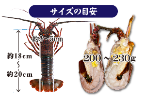 贅沢に豪華に。約20cm程度の冷凍加熱用伊勢海老を半割加工して発送します