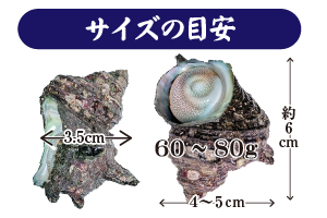 ボイルさざえ サイズの目安