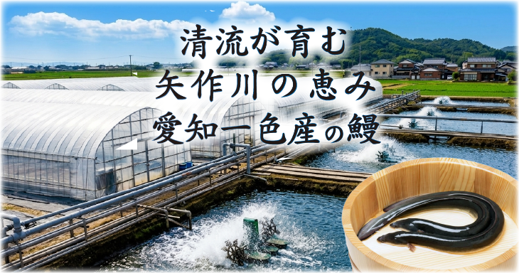 清流が育む、矢作川の恵み。愛知一色産の鰻