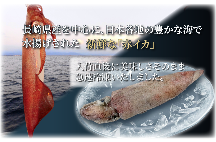 長崎県産を中心に、日本各地の豊かな海で水揚げされた、新鮮な赤イカ。入荷直後に美味しさそのまま急速冷凍致しました。