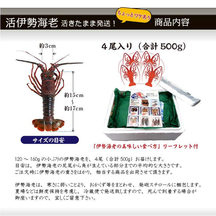 活け伊勢海老 商品・梱包内容