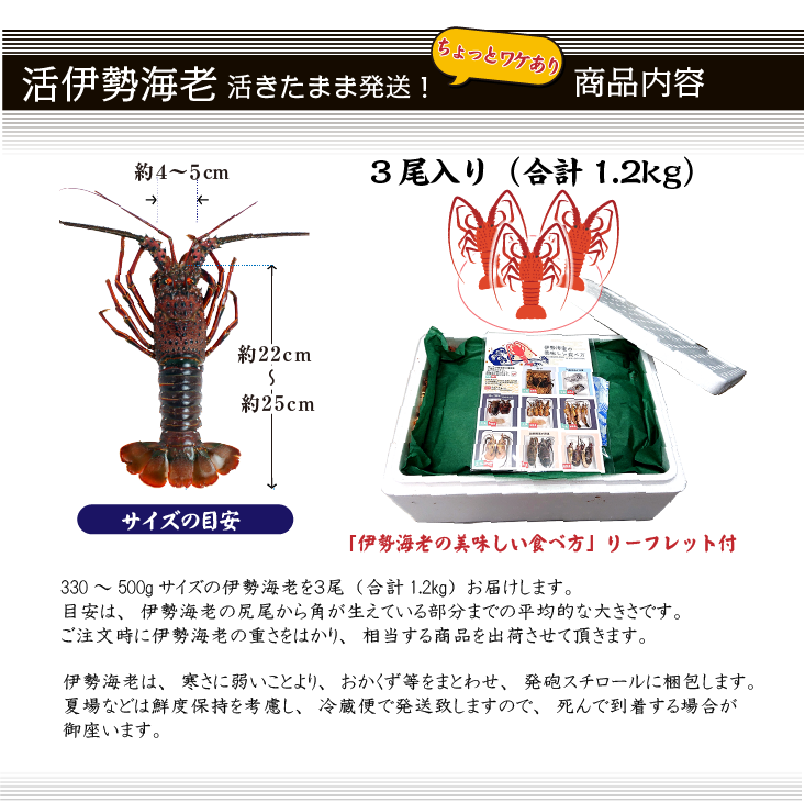 活伊勢海老 活きたまま発送！ちょっとワケあり、大サイズ 3尾入 1.2kg