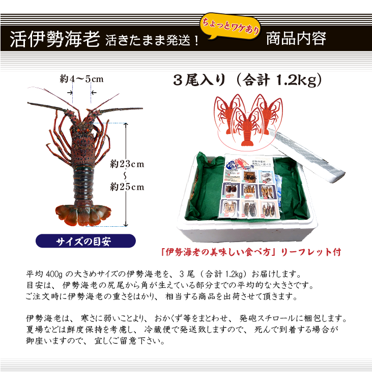 活け伊勢海老 商品・梱包内容