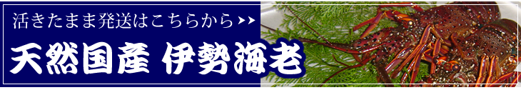 「ちょっと訳あり」活け伊勢海老はこちらから