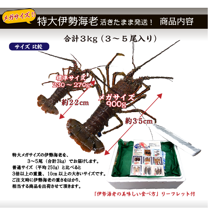 特大伊勢海老 活きたまま発送 メガサイズ 3～5尾入 3kg以上 送料無料 [活伊勢海老] | 伊勢海老,活伊勢海老 |  まるか水産公式オンラインショップ