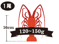 伊勢海老の重さ:120~150g(140~170)