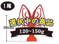 伊勢海老の重さ：120～150g（140～170）