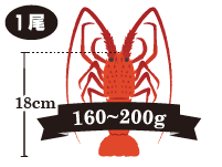 伊勢海老の重さ:160~200g