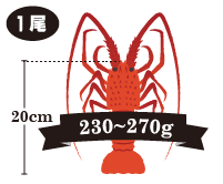 伊勢海老の重さ:230~270g