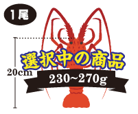 伊勢海老の重さ：230～270g
