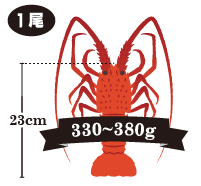 伊勢海老の重さ:330~380g
