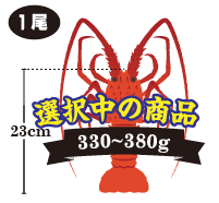 伊勢海老の重さ：330～380g