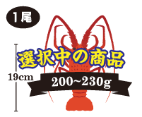 １尾入 200～230g